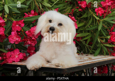 Maltese dog allongé sur une table en face de la floraison des lauriers-roses Banque D'Images