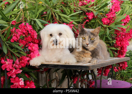 Chien et chat domestique maltaise (tortie) couché ensemble dans le jardin Banque D'Images