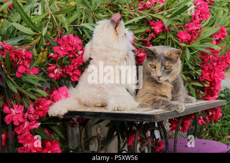 Chien et chat domestique maltaise (tortie) couché ensemble dans le jardin Banque D'Images