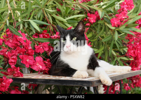 Tuxedo cat allongé sur une table en face de la floraison des lauriers-roses Banque D'Images