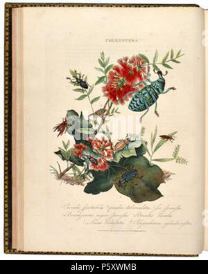 N/A. Anglais : un épitomé de l'histoire naturelle des insectes de l'Inde(1800) . 1800. Edward Donovan 493 EDIndia11 Banque D'Images