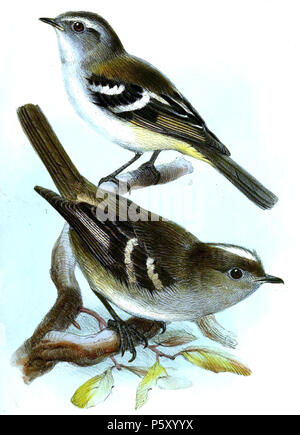 N/A. Elainia griseigularis [sic] Sclater  = Elaenia albiceps griseigularis P.L.Sclater, [1859] Elainia stictoptera [sic] Sclater  = Mecocerculus stictopterus stictopterus (P.L.Sclater, 1859) Anglais : Adultes de White-banded Tyrannulet (ci-dessus) et white-crested Elaenia (ci-dessous) . 1858 (publié en 1859). Joseph Wolf (1820-1899) Noms alternatifs Matthias Wolf ; Joseph Wolff ; Josef Wolf ; Matthias Wolff artiste allemand Description Date de naissance/Décès 21 Janvier 1820 20 avril 1899 Lieu de naissance/décès Mörz, Allemagne lieu de travail Londres London Authority control : Q1708274 VIAF:54950825 ISNI Banque D'Images