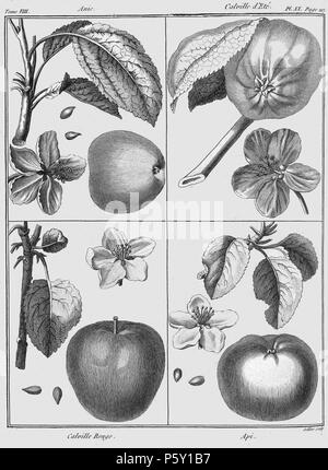 386 Rozier - Cours d'agriculture, tome 8, pl. 20 Banque D'Images