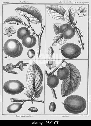 386 Rozier - Cours d'agriculture, tome 8, pl. 33 Banque D'Images