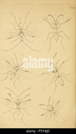 N/A. Anglais : Magazine entomologique Plaque LXV LXV.-Voir l'article LIII. p. 411-435 [sur l'Dryinida), &c. Par Francis Walker , en grande partie basé sur Haliday mss.] Fig. 1 Embolemus Ruddii. 2. Labeo excisus. 3. Melaleucus Aphelopus. 4. Dryinus collaris. 5. Dicondylus pedestris. 6. Epyris au Niger. 1832. Alexander Henry Haliday 519 EntomologicalMagazineLXVI Banque D'Images