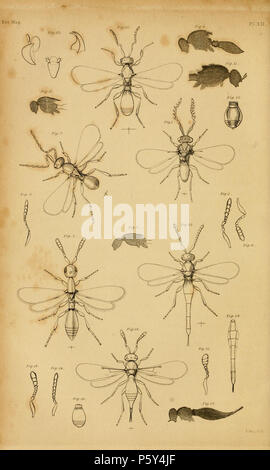 N/A. Anglais : Magazine d'Entomologie 3 XII. Plaque-Voir l'article XXIII [sur l'espèce de Platygaster, &c. Par Francis Walker 217-275 «Dans le premier volume de l'Entomological Magazine il y avait un excellent arrangement méthodique de ces et d'autres Hyménoptères,minute, par M. Haliday ; qui, par le prêt de ses MSS. et collection, a contribué beaucoup des descriptions suivantes : ] Fig. 1. Iphitrachelus Lar. Mas. 2. Platygaster Catillus, Fem.- 3. Le thorax d'idem, section verticale, sctltel mucroné. 4. Platygaster cochleatus, section verticale, scutel produites. 5. Idem d'relutinus, Mas, antenne, 6. idem F Banque D'Images