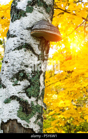 Inonotus obliquus Chaga (champignons) sur le tronc d'un bouleau jaune sur un fond de feuillage de l'automne Banque D'Images