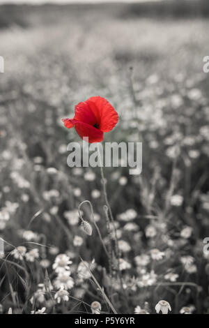 Rouge coquelicot sur un fond noir et blanc Banque D'Images