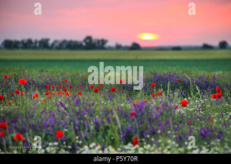 Fleurs de pavot sur le terrain avec le coucher du soleil dans l'arrière-plan Banque D'Images