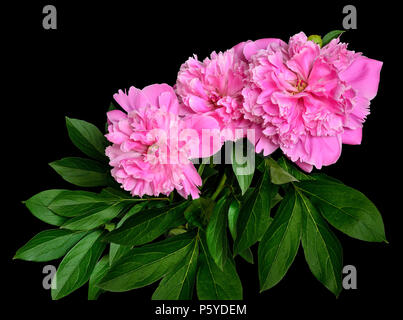 Bouquet de belles roses fleurs pivoines luxuriante avec des feuilles isolées sur un fond noir - motif floral de printemps ou l'été Banque D'Images