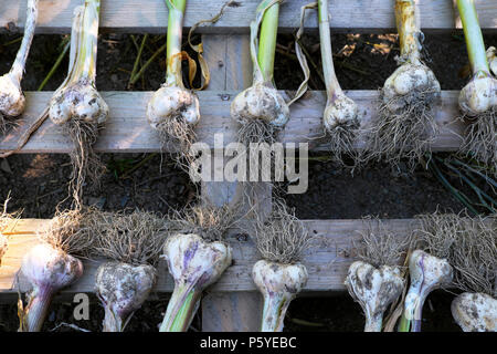 Récolte de bulbe d'ail disposée et séchée sur une palette en bois dans un jardin de campagne en juin été 2018 Carmarthenshire Dyfed Wales UK KATHY DEWITT Banque D'Images