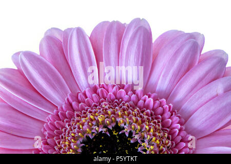 Gerbera rose fleur photographié sur un fond blanc. Banque D'Images