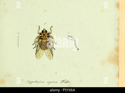 N/A. page 66 : Hippobosca equina Linnaeus, 1758 appelée Hippobosca equina Fabr. Deutsch : Beschreibungsseite 68 ( =23) fleigende Pferdlaus : mourir. Un meitenteils a diet und Pferden, aber die une olchen, wo keine oder nur wenige Haare tehen. Un homme Schwalben Auch traf ie un. a. Natürliche. Gröe b. Vergröerung. c. Un vergröerter Hinterus. Panzer, Georg Wolfgang Franz ; Jakob Sturm [1793-1805] (en latin, allemand) Faune Germanica, Diptera : 242 col. Tafl. mit text / vollständige Sammlung der in den ersten Panzer von selbst herausgegeb. 109 Heften. Le volume v 1, Nürnberg : patrimoine de biodiversité Bibliothèque Banque D'Images