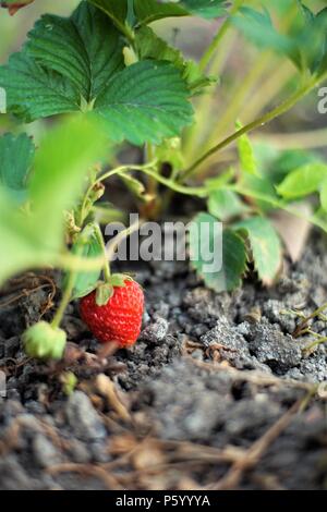 Bush de la fraise avec l'un venu dans le jardin Banque D'Images