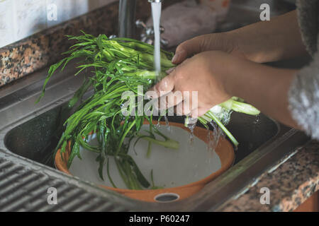 Lave-mains femme chicorée Catalogne ou puntarelle avec de l'eau fraîche. Banque D'Images