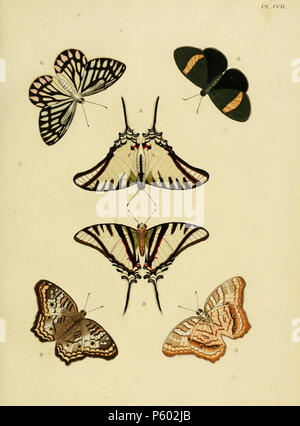 N/A. La CRED PLAQUE A, B : '(Papilio) Protesilaus" (  = Protesilaus protesilaus (Linnaeus, 1758)), voir 2008. Photo à Buttereflies néotropicale. C : '(Papilio) Eucharis" (  = Delias eucharis (Drury, 1773)), voir 2008. Des femmes. Homme sur la plaque 201 C. D : '(Papilio) Pelasgus" (  = Castnius pelasgus (Cramer, [1779])), voir 2008 et papillons du monde, NHM. Photos lors d'Hétérocères de Guyane Française. E : '(Papilio) Jatrophae Anartia jatrophae" (  = (Linnaeus, 1763), voir 2008 inscription écrit en "JATROPHA" (erreur). . 1782 . Pieter Cramer (1721 - 1776) et CASPAR Stoll (entre 1725 un Banque D'Images