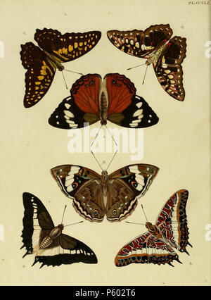 N/A. CCXLI LA PLAQUE A, B : '(Phalaena) Erminia' (  = Apaturina (Cramer, 1779 & 1780), iconotype), voir l'Index des noms de Lépidoptères, NHM. Photos à la Swedish Museum of Natural History. Des femmes. Homme sur la plaque 196 A, B. C, D : '(Papilio) Aegistus" (  = peut etre Graphium agamemnon agamemnon), voir '2008' Aegistus probablement une orthographe pour (Papilio) égisthe Linnaeus, 1763 aussi sur la plaque 106 C, D, E, F : '(Papilio) Brutus" (  = Papilio dardanus dardanus), voir 2008. Photos de certaines des formes sur musée d'Histoire Naturelle. Aussi sur la plaque 151 A, B comme '(Papilio) Merope'. . 1782. Pieter Cr Banque D'Images