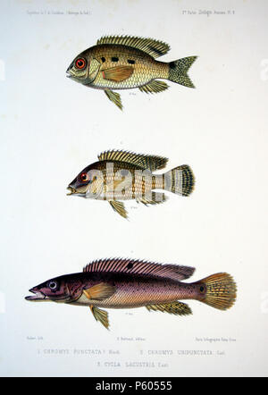 N/A. De haut en bas : Chromys punctata  = Aequidens tetramerus (Bloch Labrus punctatus est Cichlasoma bimaculata) Chromys unipunctata  = Geophagus obscurus Cycla lacustris  = Crenicichla lacustris . 1856. Francis de Laporte de Castelnau (-1880) Noms alternatifs Nompar de Caumont François Louis LaPorte, comte de Castelnau ; François Laporte ; Francis de Castelnau. Description naturaliste français, explorateur et entomologiste Date de naissance/décès 25 Décembre 1810 / 25 décembre 1812 4 février 1880 Lieu de naissance/décès London Melbourne contrôle d'autorité : Q741590 VIAF:19775535 ISNI:0000 Banque D'Images