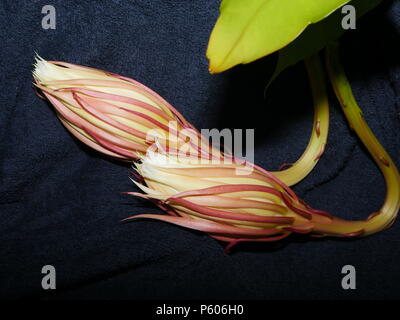 Reine de la nuit nuit cactus à fleurs Banque D'Images