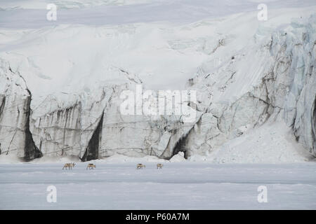 La Norvège, Svalbard, Soraust-Svalbard Réserve Naturelle, Barentsoya Freemansundet, Freeman (son) d'eau entre les îles d'Edgeøya et Barentsøya. Banque D'Images