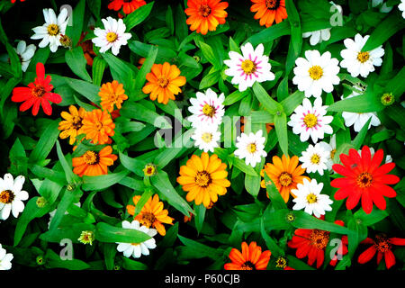 Les zinnias poussant dans un jardin d'été. Banque D'Images