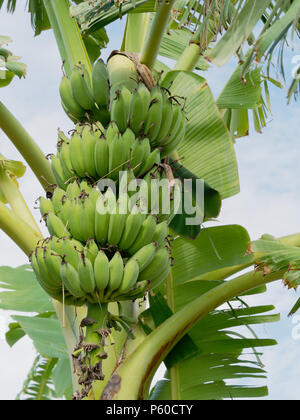 Livre vert sur les bananes non mûres buch de bananier dans la ferme avec l'arrière-plan flou Banque D'Images