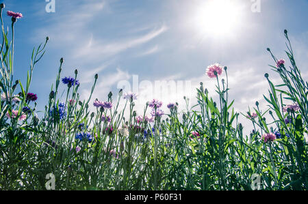 Fleurs sauvages, fleurs de bleuet, plus de ciel bleu Banque D'Images