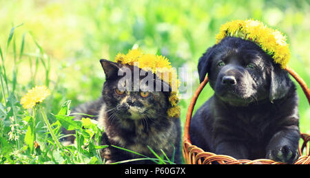 Portrait d'un petit chaton et chiot de Labrador retriever en plein air. Les animaux s'assoit sur l'herbe au printemps. Chat et chien portant des couronnes de pissenlits. Banque D'Images