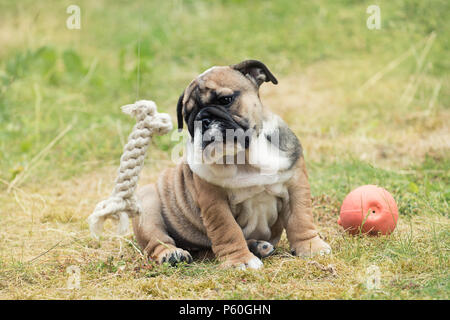 Blac et rouge bulldog Anglais chiot 3 mois assis sur l'herbe Banque D'Images