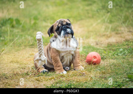 Blac et rouge bulldog Anglais chiot 3 mois assis sur l'herbe Banque D'Images