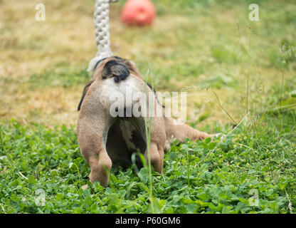 Blac et rouge bulldog Anglais chiot 3 mois jouant sur l'herbe Banque D'Images