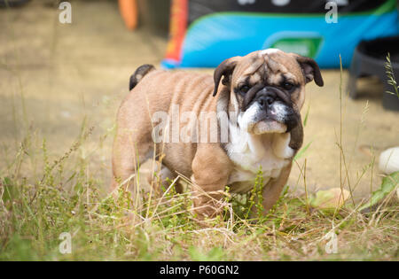 Blac et rouge bulldog Anglais chiot 3 mois d'un séjour sur l'herbe Banque D'Images