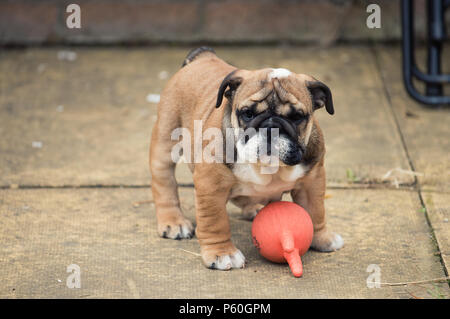 Blac et rouge bulldog Anglais chiot 3 mois jouant sur l'herbe Banque D'Images