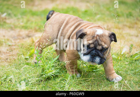 Blac et rouge bulldog Anglais chiot 3 mois à l'affiche et l'exécution de l'herbe Banque D'Images