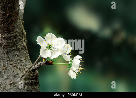 Floraison blanche sur le fond vert Banque D'Images