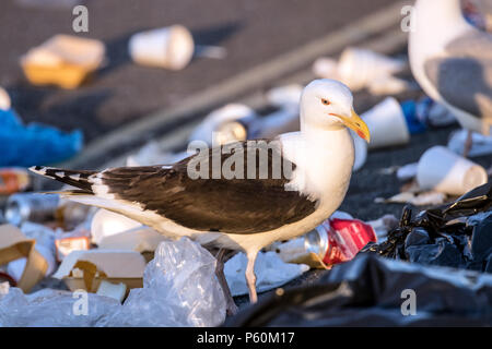 Les mouettes s'aider eux-mêmes à détritus laissé par Golowan festivaliers à Penzance. Les oiseaux ont été ouvrant bin sacs & la litière faisant glisser partout. Banque D'Images