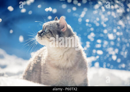 Chat Siamois belle promenades dans la neige profonde en hiver Banque D'Images