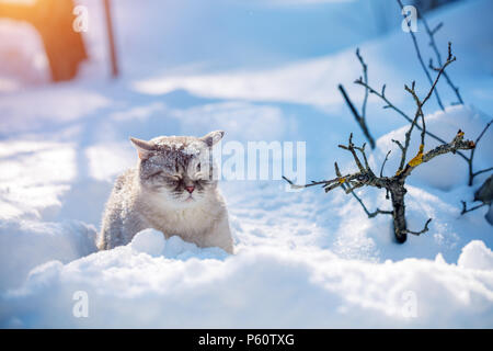 Chat Siamois belle promenades dans la neige profonde en hiver Banque D'Images