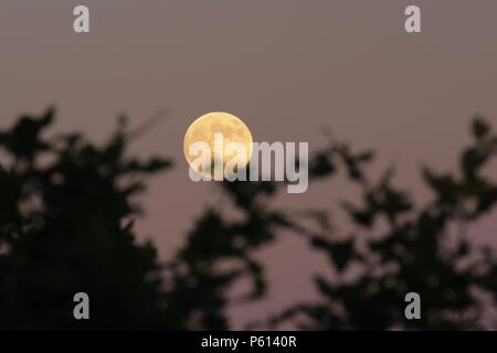 Birmingham, UK. 27 Juin, 2018. Le 'strawberry lune' augmente vu de Clément Hills près de Birmingham, Royaume-Uni. Une fraise lune est nommé d'après la courte saison de la cueillette des fruits. Peter Lopeman/ Alamy Live News Banque D'Images