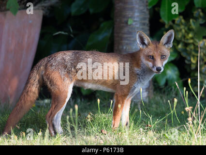 Kidderminster, UK. 28 Juin, 2018. Météo France : Mr fantastique Fox boxing clever et affirmation tôt (6h30) pour sa vie quotidienne - constitutionnel toutes les températures devraient à nouveau avant de monter que le Royaume-Uni continue de faire l'expérience brûlante conditions. Credit : Lee Hudson/Alamy Live News Banque D'Images