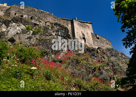 La valériane rouge sur le Rocher du Château falaise le château d''Édimbourg forteresse avec ciel bleu Edinburgh Scotland UK Banque D'Images