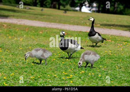 La Bernache nonnette Branta leucopsis,, deux poussins se nourrissent d'herbe dans parc avec deux oiseaux adultes sur l'arrière-plan. Banque D'Images