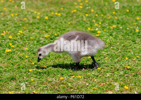 Bernache nonnette Branta leucopsis,chick, se nourrissant d'herbe en été. Helsinki, Finlande. Banque D'Images