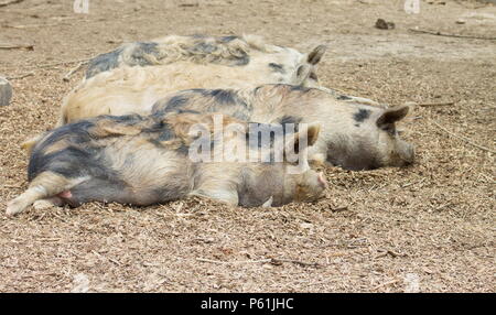 L'kunekune, est une petite race de porc domestique à partir de la Nouvelle-Zélande. Banque D'Images