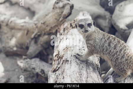 Le meerkat ou suricate est une petite carnivoran appartenant à la famille des mangoustes. C'est la seule espèce du genre Suricata. Banque D'Images