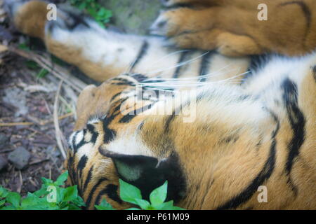 Le tigre de Sumatra (Panthera tigris sondaica) est une population de tigres qui vit dans l'île indonésienne de Sumatra et est gravement menacé. Banque D'Images