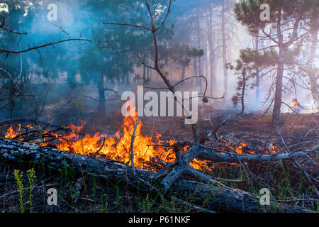 Feu de forêt. arbre tombé est brûlé à la terre beaucoup de fumée quand vildfire Banque D'Images