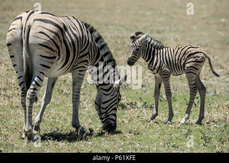 Le zèbre de Burchell et son poulain dans le parc d'Etosha Banque D'Images