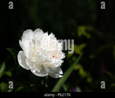 Un livre blanc et rouge pivoine, Paeonia, au soleil dans le jardin avec un feuillage vert foncé fond d'ombre. Banque D'Images