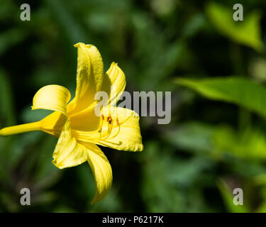 Un citron jaune vif, lily Lilium parryi, au soleil dans le jardin avec un arrière-plan de la feuille verte. Banque D'Images